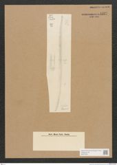 Diatomeae indet. Zeichnungen Sammlung Grunow Nr. 4527 (NHMW-BOT-W0372501)